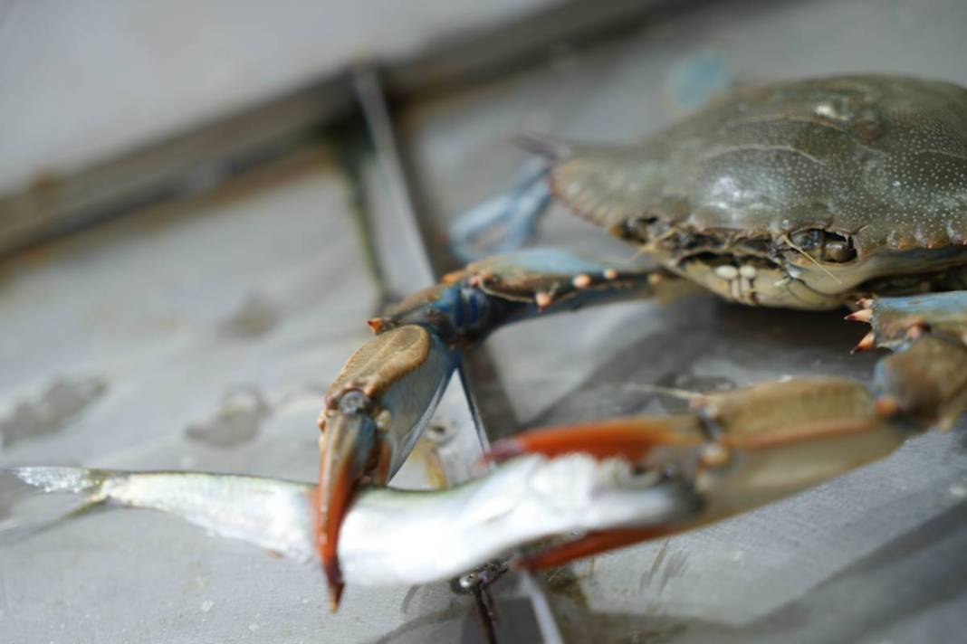Denize açılan balıkçılar şoke oldu: Mavi tehlike Karadeniz'de! Böylesi ilk kez yaşanıyor 8